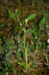 Ophrys insectifera insectifera