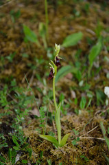 Ophrys insectifera insectifera
