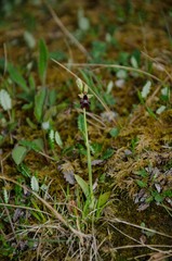 Ophrys insectifera insectifera
