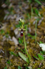 Ophrys insectifera insectifera