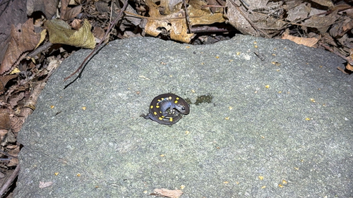 Spotted Salamander