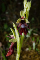 Ophrys insectifera insectifera