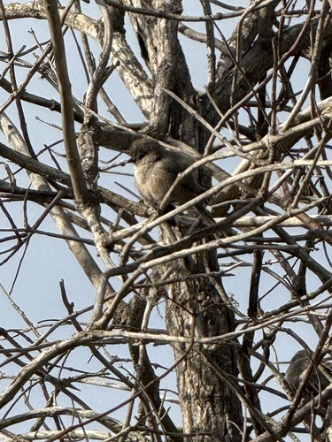 iNaturalist observation photo of Bushtit