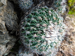 Echinofossulocactus zacatecasensis