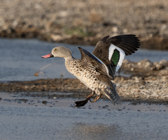 Cape Teal photo 4