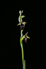 Ophrys insectifera insectifera