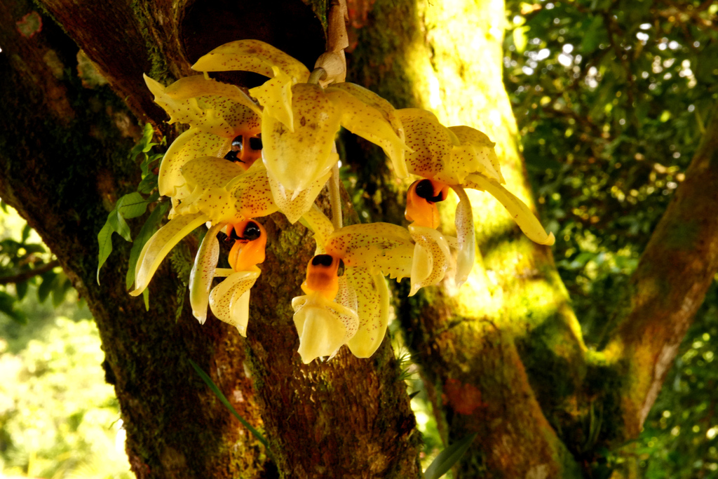 Stanhopea wardii