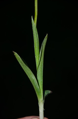 Ophrys insectifera insectifera