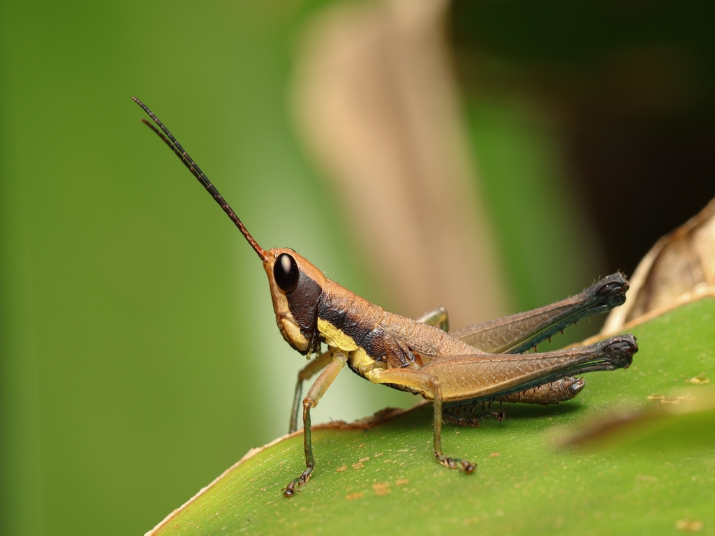 Phaeoparia megacephala