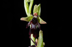 Ophrys insectifera insectifera