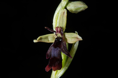 Ophrys insectifera insectifera