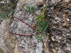 Mandevilla hypoleuca