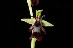 Ophrys insectifera insectifera