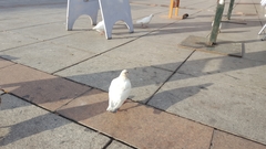 Columba livia domestica