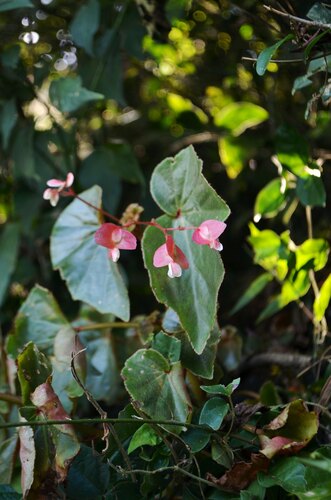 Begonia subvillosa, photograph 4