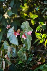 Begonia subvillosa, photograph (c) Eduardo Dios Alemán, some rights reserved (CC BY-SA)