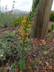 Hebenstretia robusta