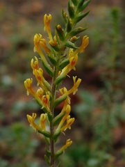 Hebenstretia robusta