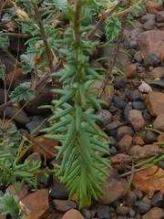 Hebenstretia robusta