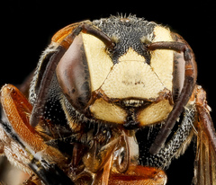 Dianthidium ulkei