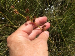 Cladium mariscoides