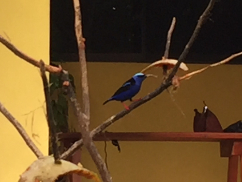 Cyanerpes cyaneus
