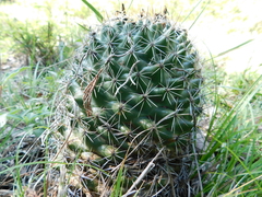 Coryphantha clavata clavata