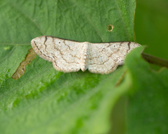Ptychamalia perlata