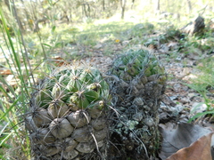 Coryphantha cornifera