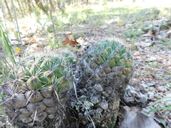 Coryphantha cornifera