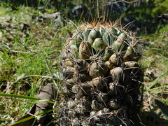 Coryphantha cornifera