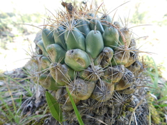 Coryphantha cornifera