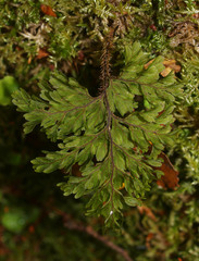 Hymenophyllum scabrum