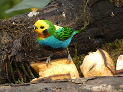 Chlorochrysa nitidissima