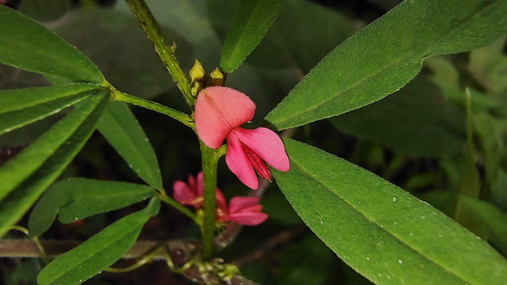Indigofera trifoliata; photograph (c) Aadi Kulkarni, some rights reserved (CC BY)