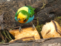 Chlorochrysa nitidissima