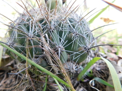 Coryphantha cornifera