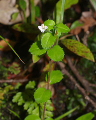 Epilobium rotundifolium