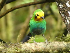 Chlorochrysa nitidissima