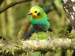 Chlorochrysa nitidissima