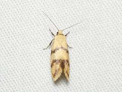 Psaroxantha basilica