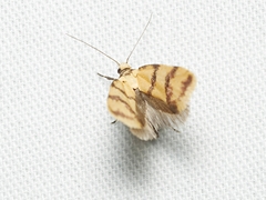 Psaroxantha basilica