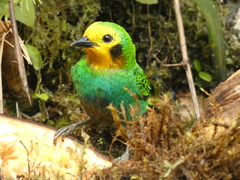 Chlorochrysa nitidissima