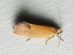 Delexocha ochrocausta