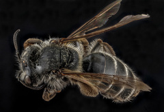 Andrena pallidiscopa
