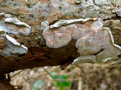 Skeletocutis amorpha