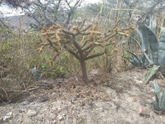 Opuntia aequatorialis