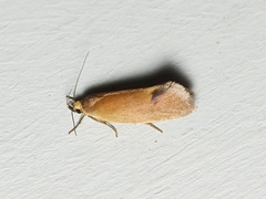 Delexocha ochrocausta