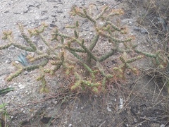 Opuntia aequatorialis