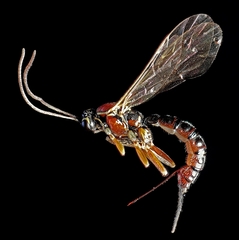 Tromatobia lineatoria
